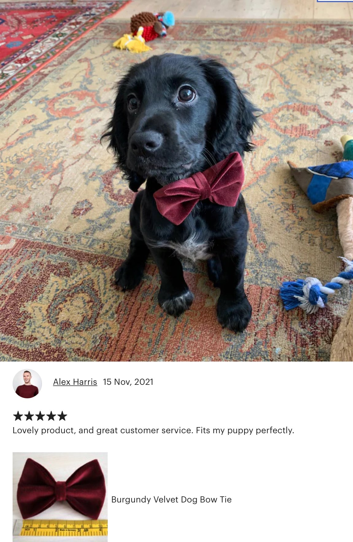 Navy Blue Velvet Dog bow tie