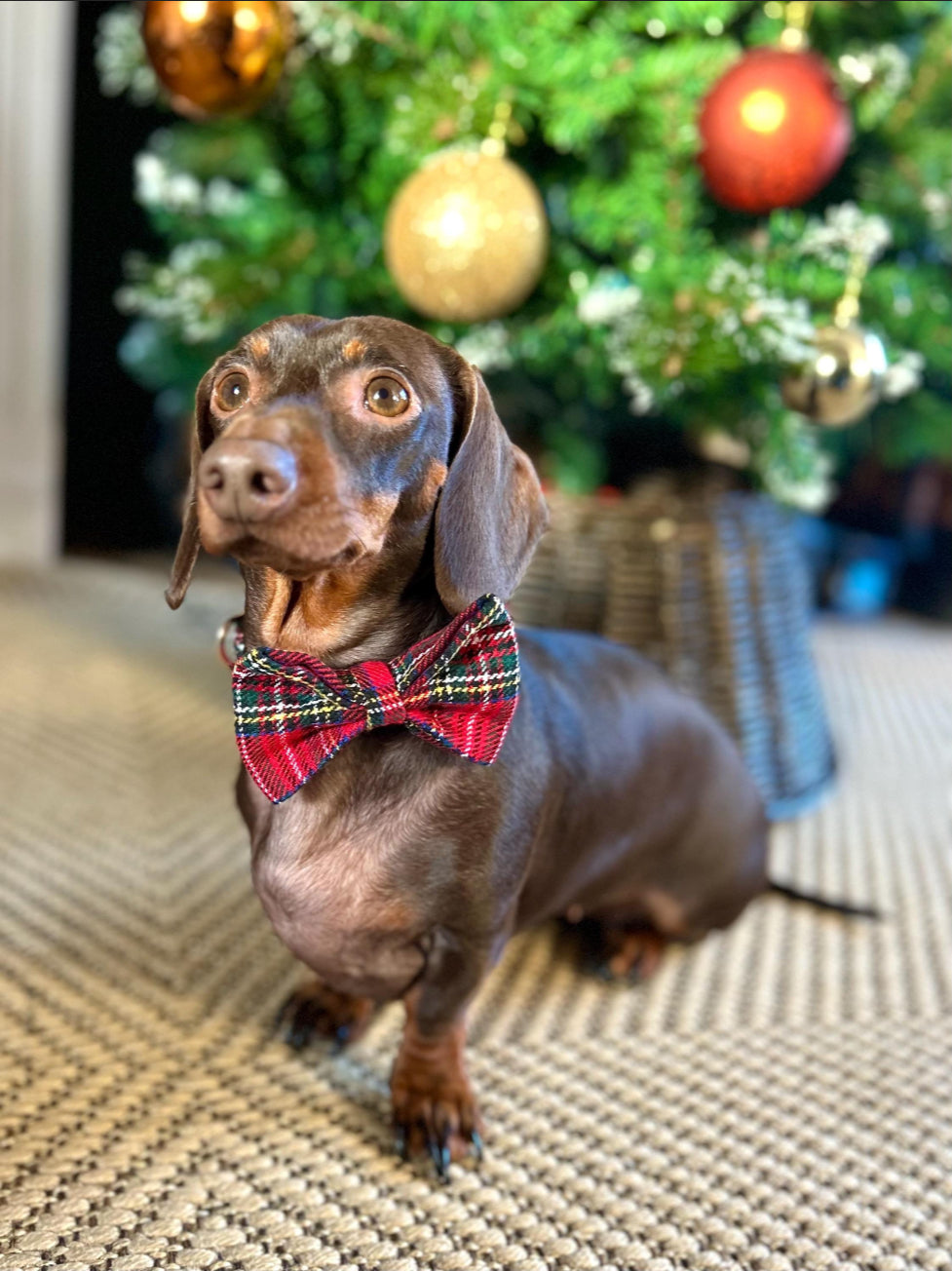 Red Tartan Dog Bow Tie