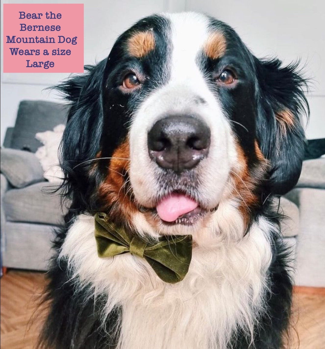 Burgundy Velvet Dog Bow Tie