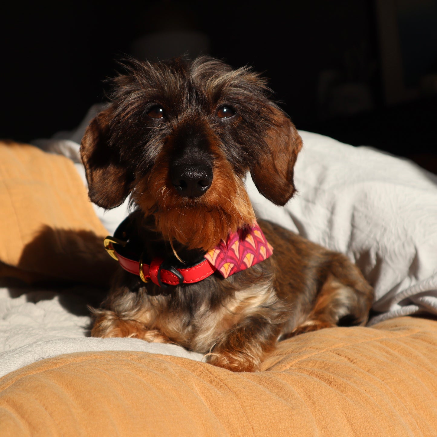 Geometric Pattern Dog Bandana - Pick your collar colour!