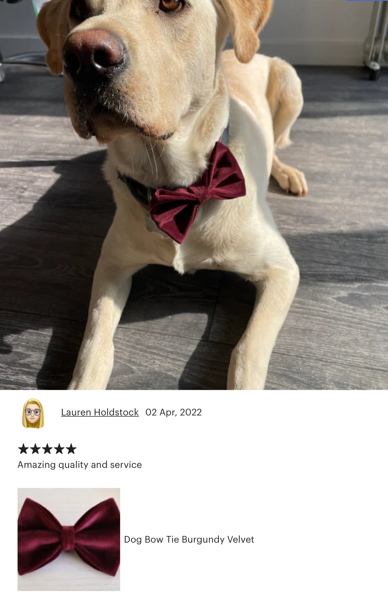 Burgundy Velvet Dog Bow Tie