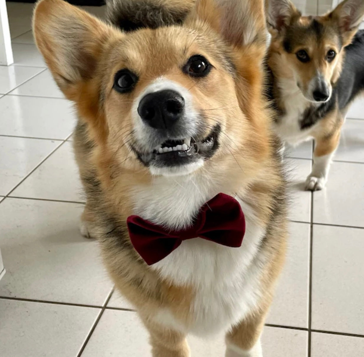 Burgundy Velvet Dog Bow Tie