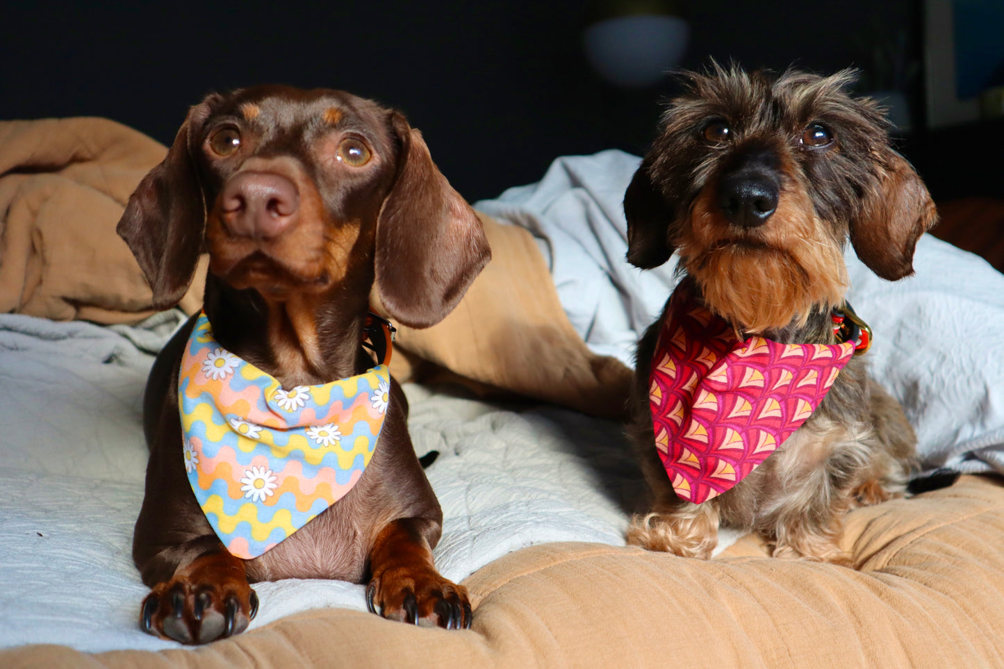 Daisy Bandana Collar - Pick your collar colour!