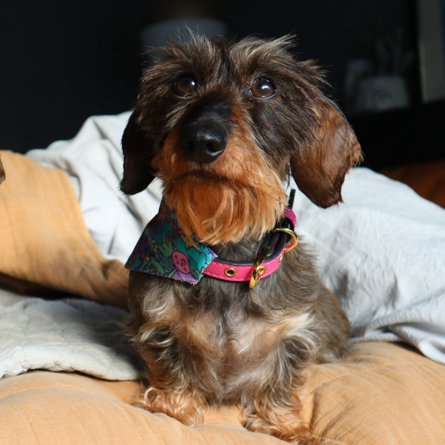 Mushroom Dog Bandana - Pick your collar colour!