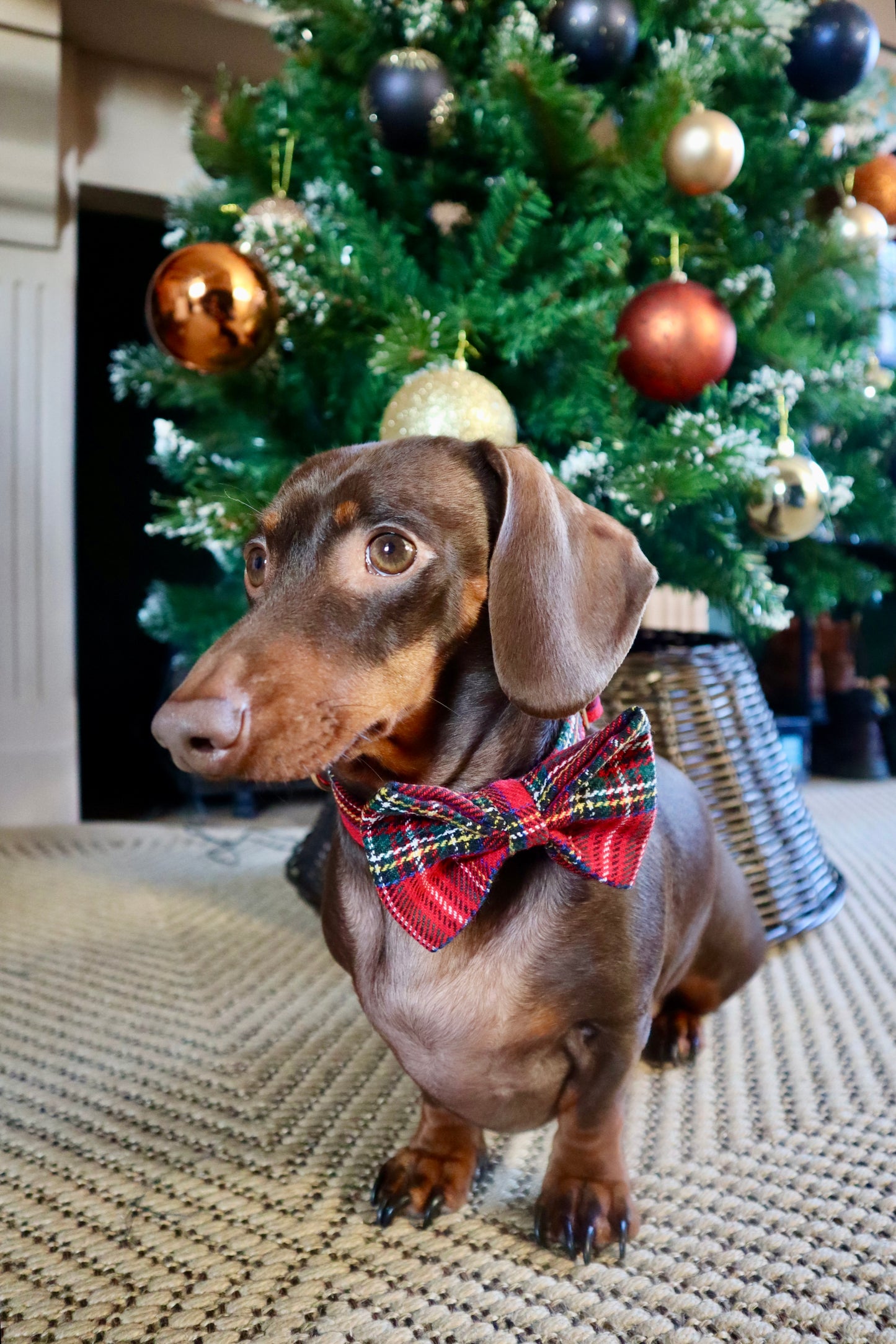 Red Tartan Dog Bow Tie