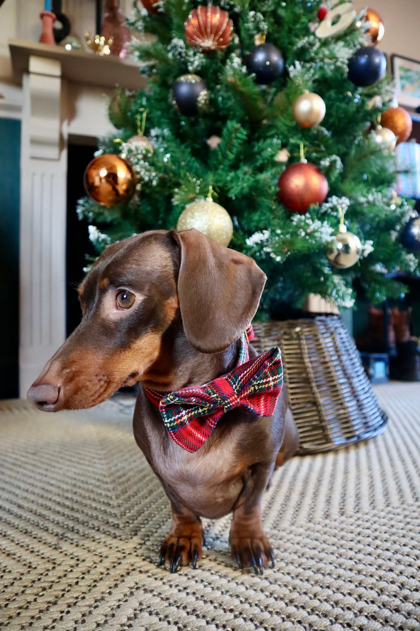 Red Tartan Dog Bow Tie