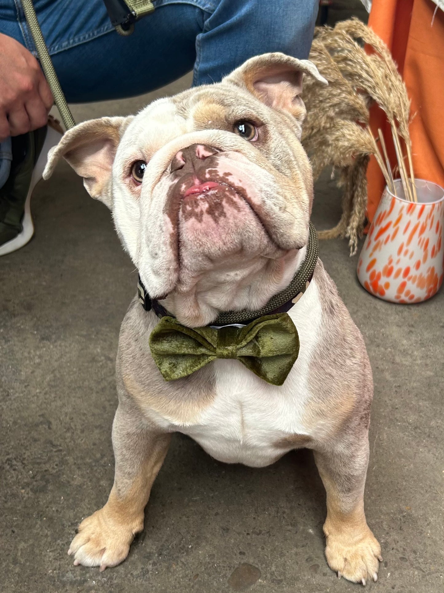 Green Velvet Dog Bow Tie