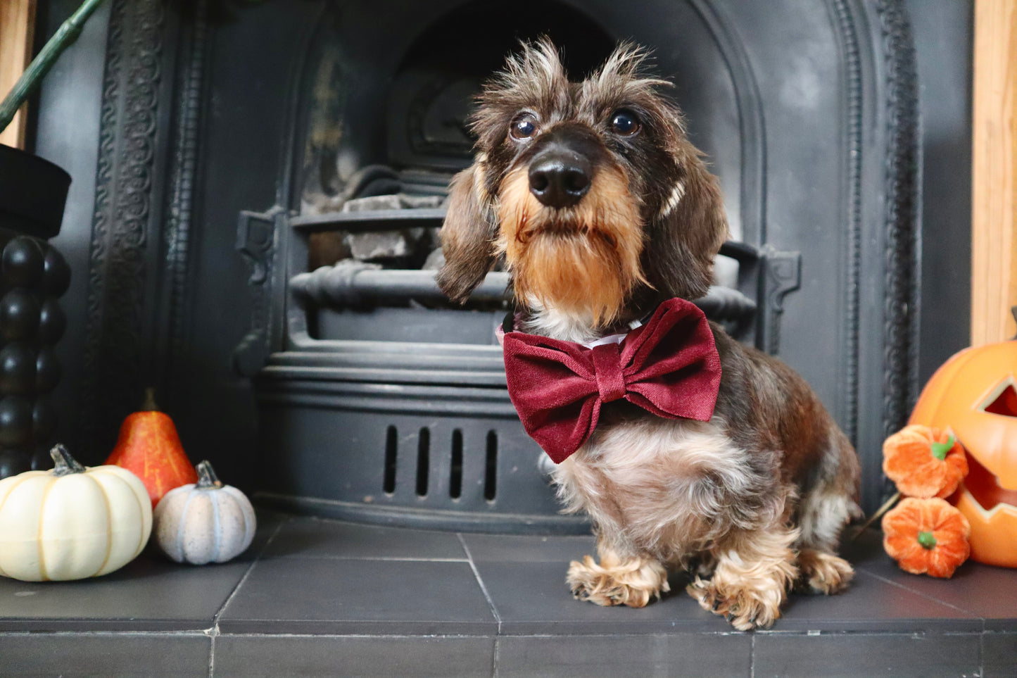 Burgundy Velvet Dog Bow Tie