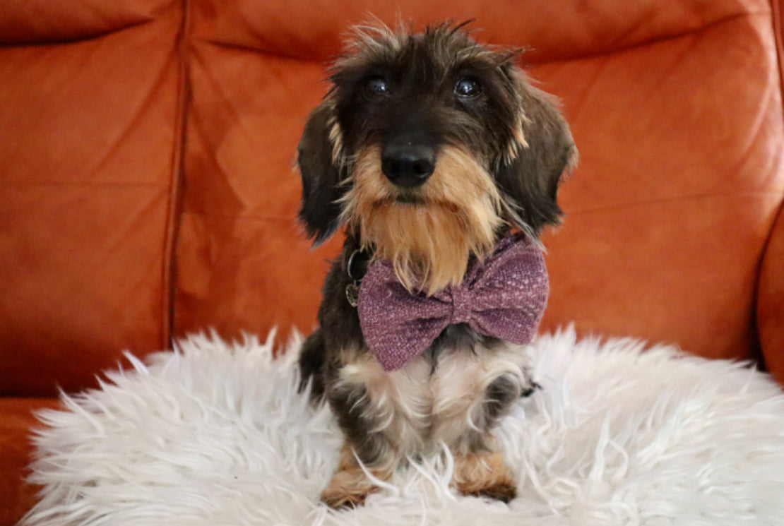 Purple Tweed Dog Bow Tie