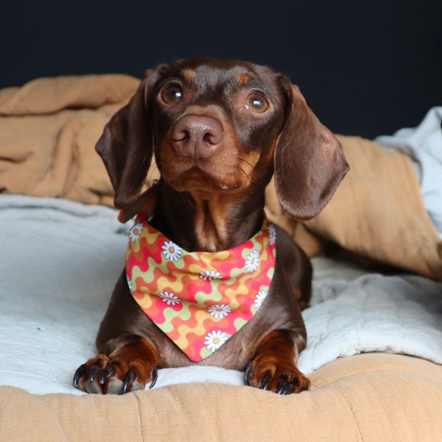 Daisy Pattern Red, Yellow, Green Dog Bandana - Pick your collar colour!